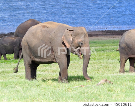 大象家庭@斯里蘭卡Safari 45010611