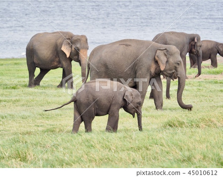 大象家庭@斯里蘭卡Safari 45010612