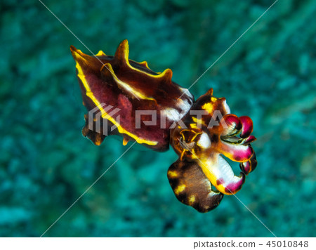 Hanaica Hanaica 45010848