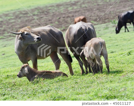 Water buffalo parent and child @ Sri Lanka safari Water buffalo parent and child @ Sri Lanka safari 45011127