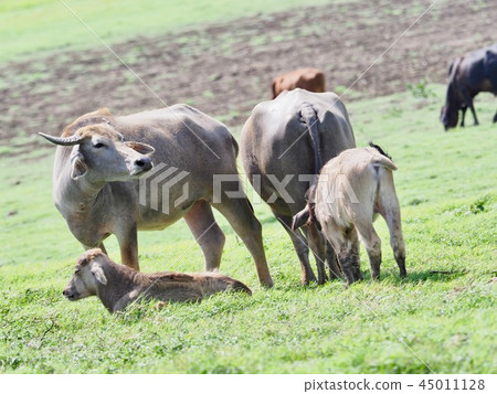Water buffalo parent and child @ Sri Lanka safari 45011128