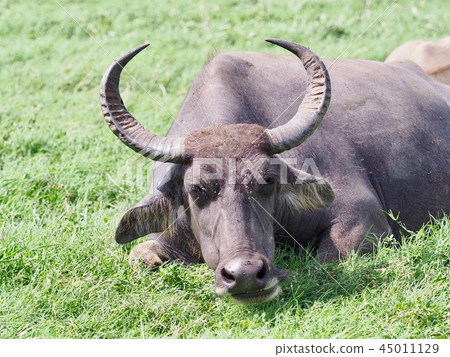 Water buffalo parent and child @ Sri Lanka safari 45011129