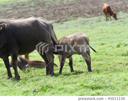 Water buffalo parent and child @ Sri Lanka safari 45011130