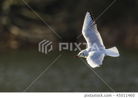 Mire crow (Larus ridibundus) Mire crow (Larus ridibundus) 45011460