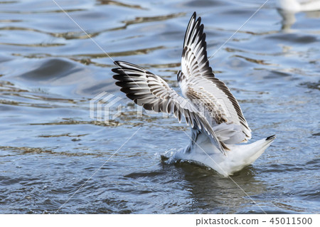 Mire crow (Larus ridibundus) Mire crow (Larus ridibundus) 45011500