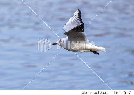 Mire crow (Larus ridibundus) Mire crow (Larus ridibundus) 45011507