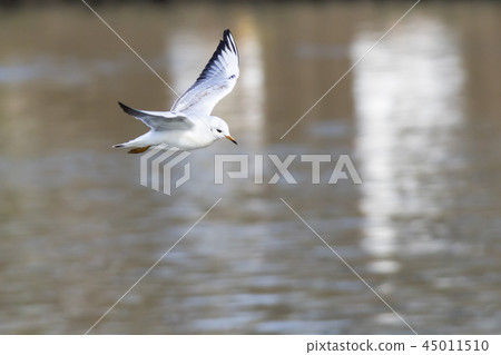 Mire crow (Larus ridibundus) Mire crow (Larus ridibundus) 45011510