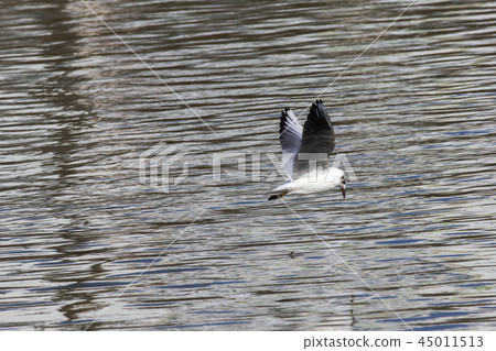 Mire crow (Larus ridibundus) Mire crow (Larus ridibundus) 45011513