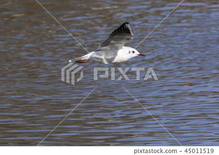 Mire crow (Larus ridibundus) Mire crow (Larus ridibundus) 45011519