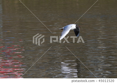Mire crow (Larus ridibundus) Mire crow (Larus ridibundus) 45011520