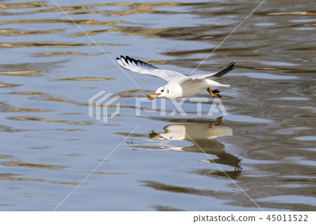 Mire crow (Larus ridibundus) Mire crow (Larus ridibundus) 45011522