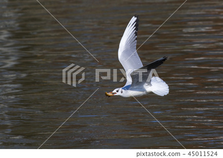 Mire crow (Larus ridibundus) 45011524