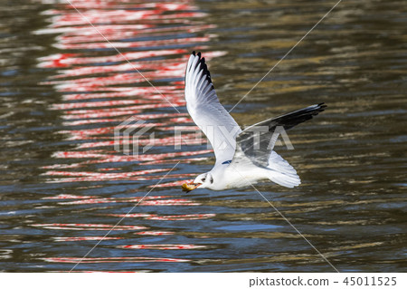 Mire crow (Larus ridibundus) Mire crow (Larus ridibundus) 45011525