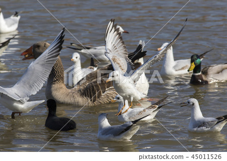 Mire crow (Larus ridibundus) Mire crow (Larus ridibundus) 45011526