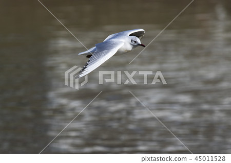 Mire crow (Larus ridibundus) Mire crow (Larus ridibundus) 45011528