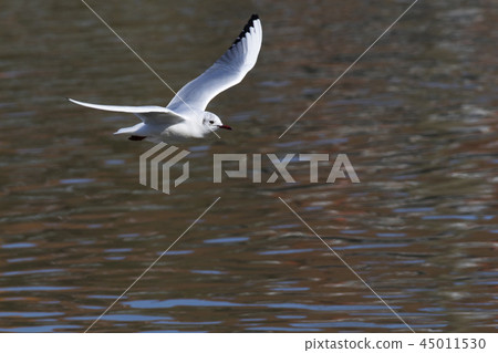 Mire crow (Larus ridibundus) Mire crow (Larus ridibundus) 45011530