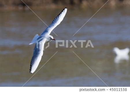 Mire crow (Larus ridibundus) Mire crow (Larus ridibundus) 45011538