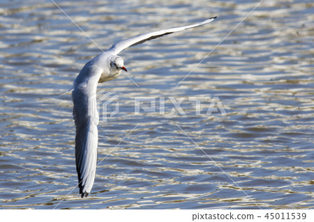 Mire crow (Larus ridibundus) Mire crow (Larus ridibundus) 45011539