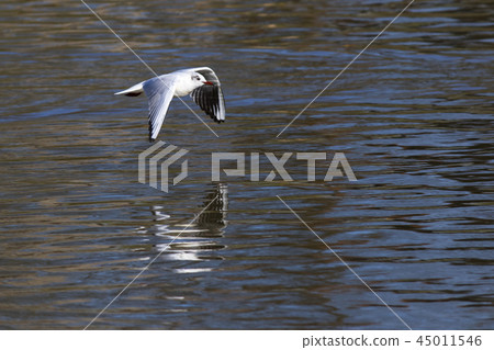 Mire crow (Larus ridibundus) 45011546