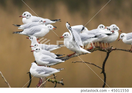 Mire crow (Larus ridibundus) 45011550