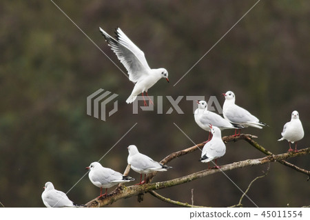 Mire crow (Larus ridibundus) Mire crow (Larus ridibundus) 45011554