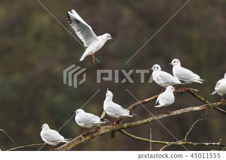 Mire crow (Larus ridibundus) Mire crow (Larus ridibundus) 45011555