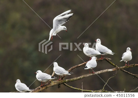 Mire crow (Larus ridibundus) Mire crow (Larus ridibundus) 45011556