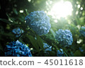A pale light that illuminates the hydrangea 45011618
