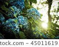 Hydrangea at dusk 45011619