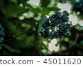 Hydrangea that withers and shines 45011620