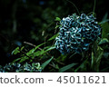 Stunning hydrangea 45011621
