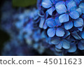 Hydrant hydrangea 45011623