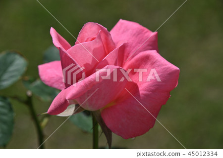 Roses (Yoshizumi) Roses (Yoshizumi) 45012334