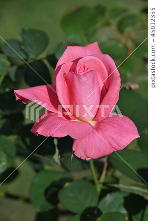 Roses (Yoshizumi) Roses (Yoshizumi) 45012335