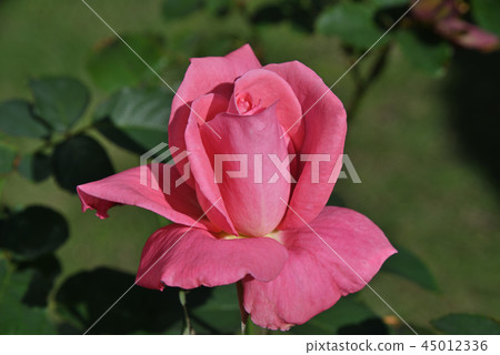 Roses (Yoshizumi) Roses (Yoshizumi) 45012336
