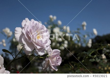 秋天玫瑰新浪潮 秋天玫瑰新浪潮 45013021