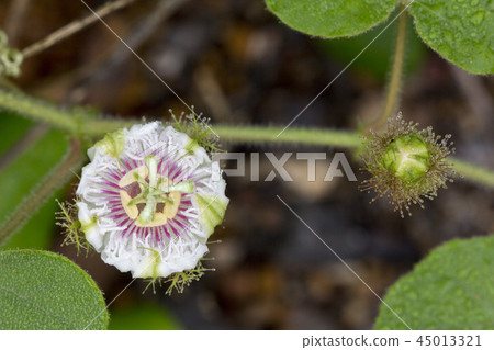 Close up of Fetid passionflower Close up of Fetid passionflower 45013321