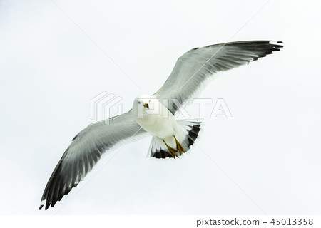 winter bird 45013358