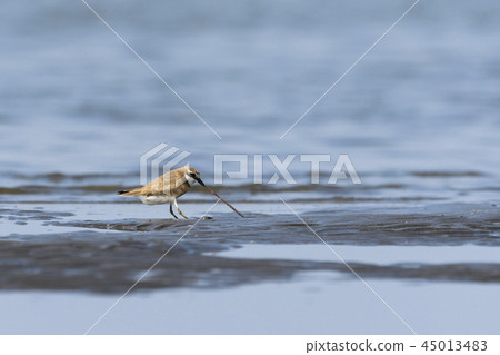 紅尾牡蠣退出 45013483