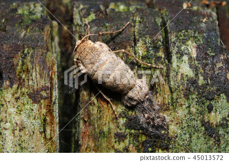 A kind of Fuyushak (female) (Oviposition) 45013572