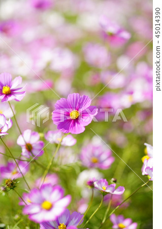 秋櫻(早期的皮科蒂札幌) 秋櫻(早期的皮科蒂札幌) 45014390