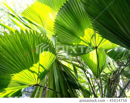 Palm leaf texture, green palm leaf Palm leaf texture, green palm leaf 45014738