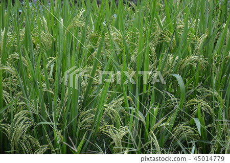 Close up of green paddy rice plant Close up of green paddy rice plant 45014779