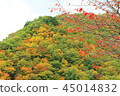 秋天的樹葉 45014832