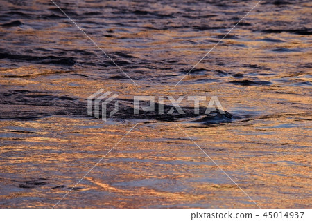 Sake River Shining in the setting sun Sake River Shining in the setting sun 45014937