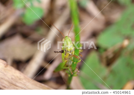 螞蚱緊貼莖 螞蚱緊貼莖 45014961