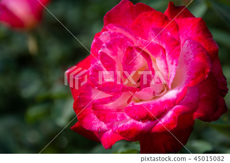 Rose (double delight) Rose (double delight) 45015082