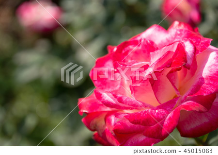 Rose (double delight) Rose (double delight) 45015083