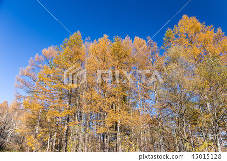 新潟·黃葉落葉松 45015128
