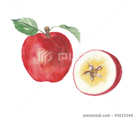 蘋果與葉截面 45015349
